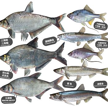 鳊鱼团头鲂武昌鱼油餐条鳑鲏鱼
