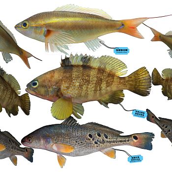 美国红鱼石斑鱼锥齿鲷标本