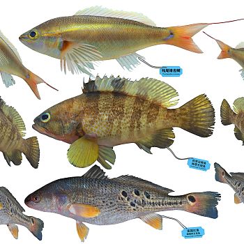 现代红鱼石斑鱼棘鲈鱼鲈鱼