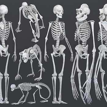 现代人类猩猩猿猴骨架