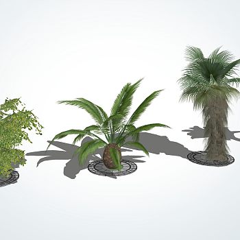 现代景观树棕榈